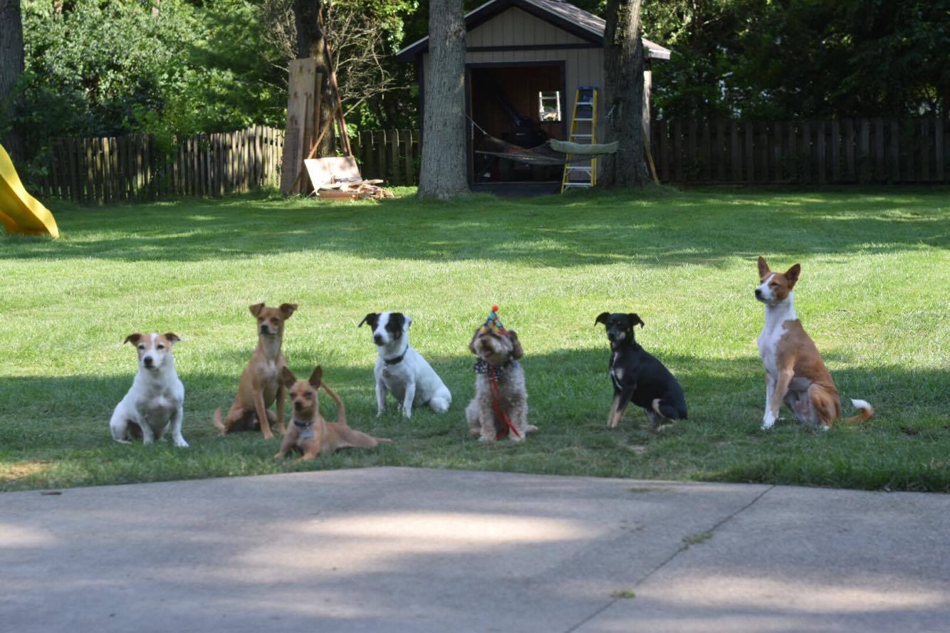 DOG PARTY_346312