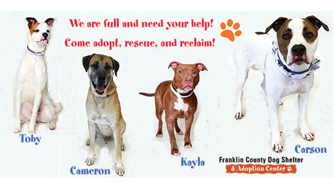 dog shelter_357406