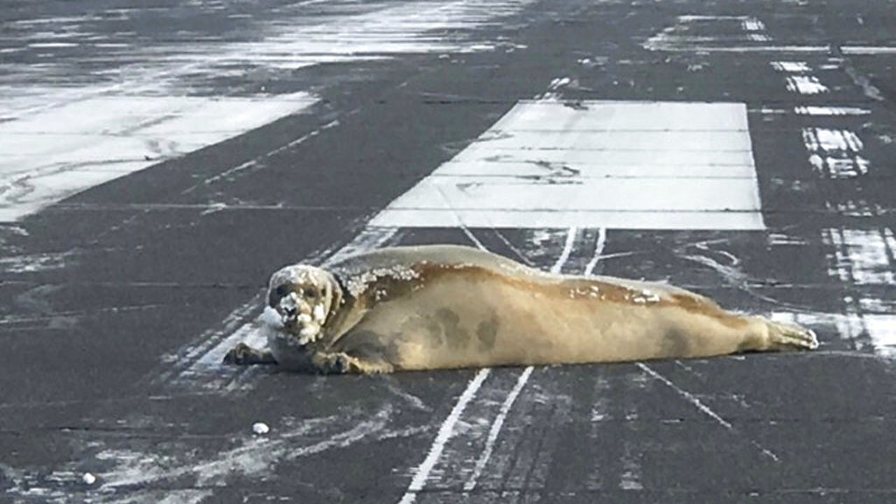 Seal on Runaway Alaska_361416
