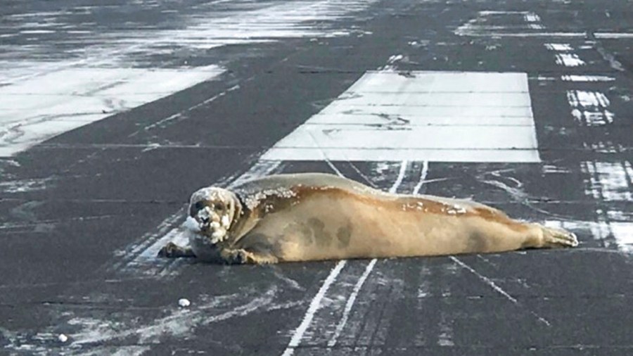 Seal on Runaway Alaska_361416