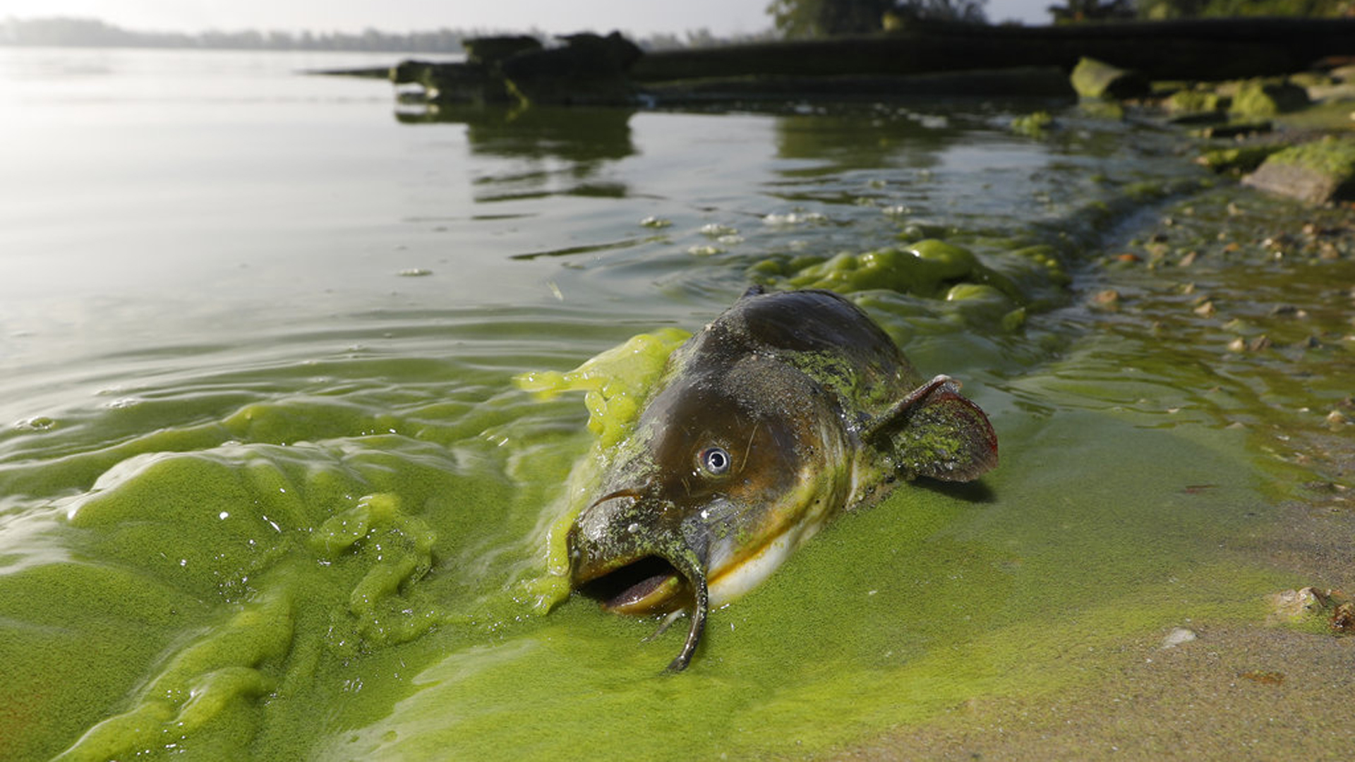 Lake Erie Algae_356196