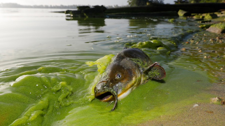 Lake Erie Algae_356196