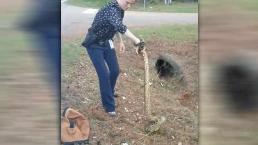 florida-detective-catches-snake_357575