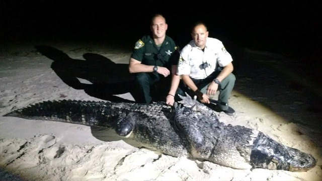 gator_1508836500400_4400610_ver1-0_640_360_360279