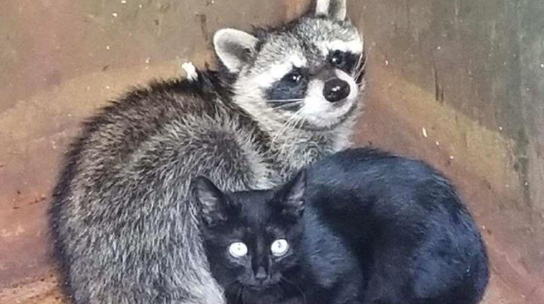 kitten-raccoon-web_358915