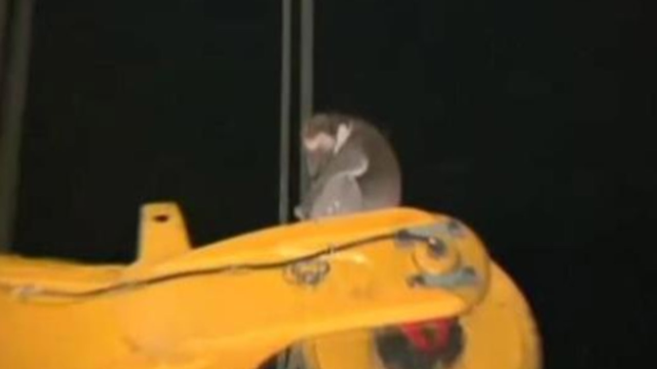 koala_355369