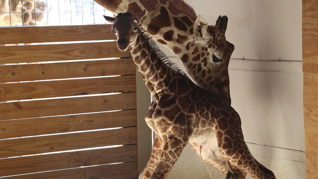 Pregnant Giraffe_288104