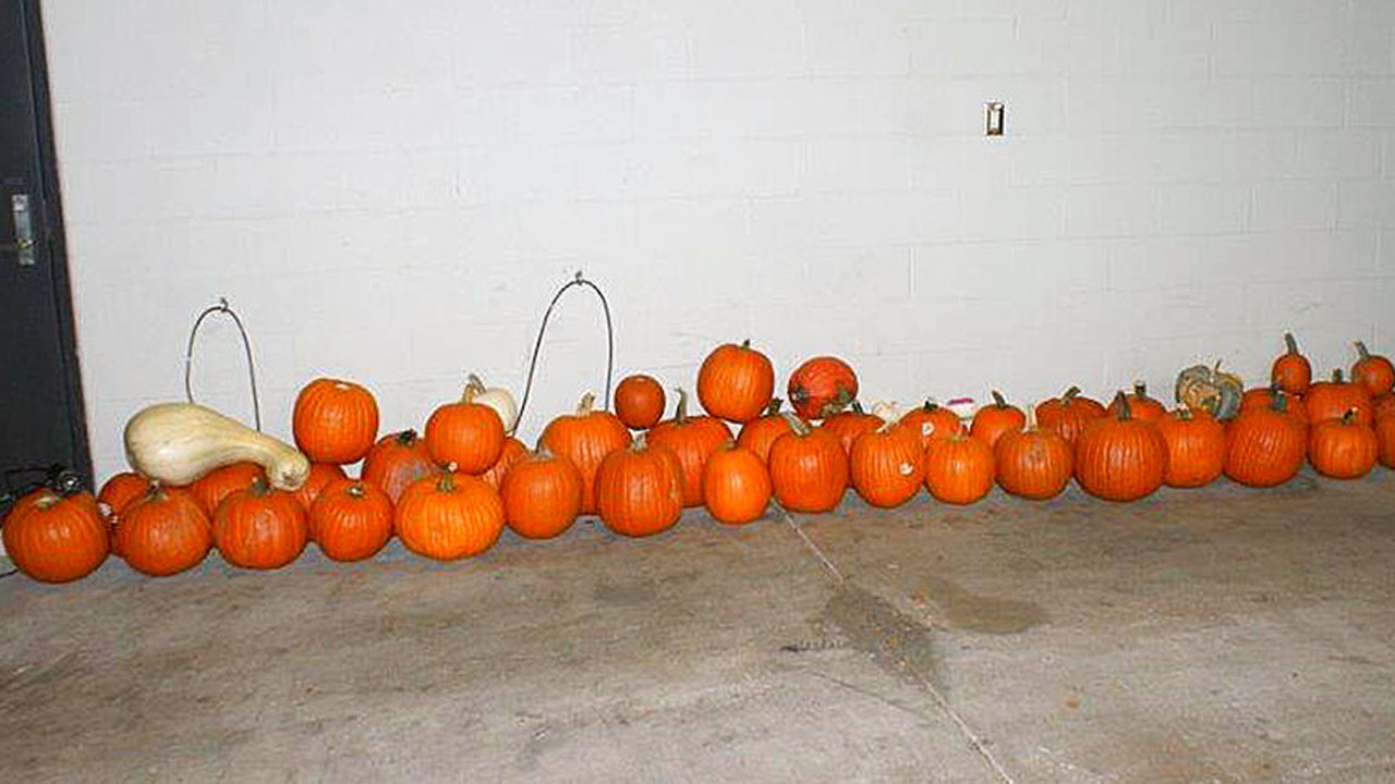 pumpkin-lineup_360844