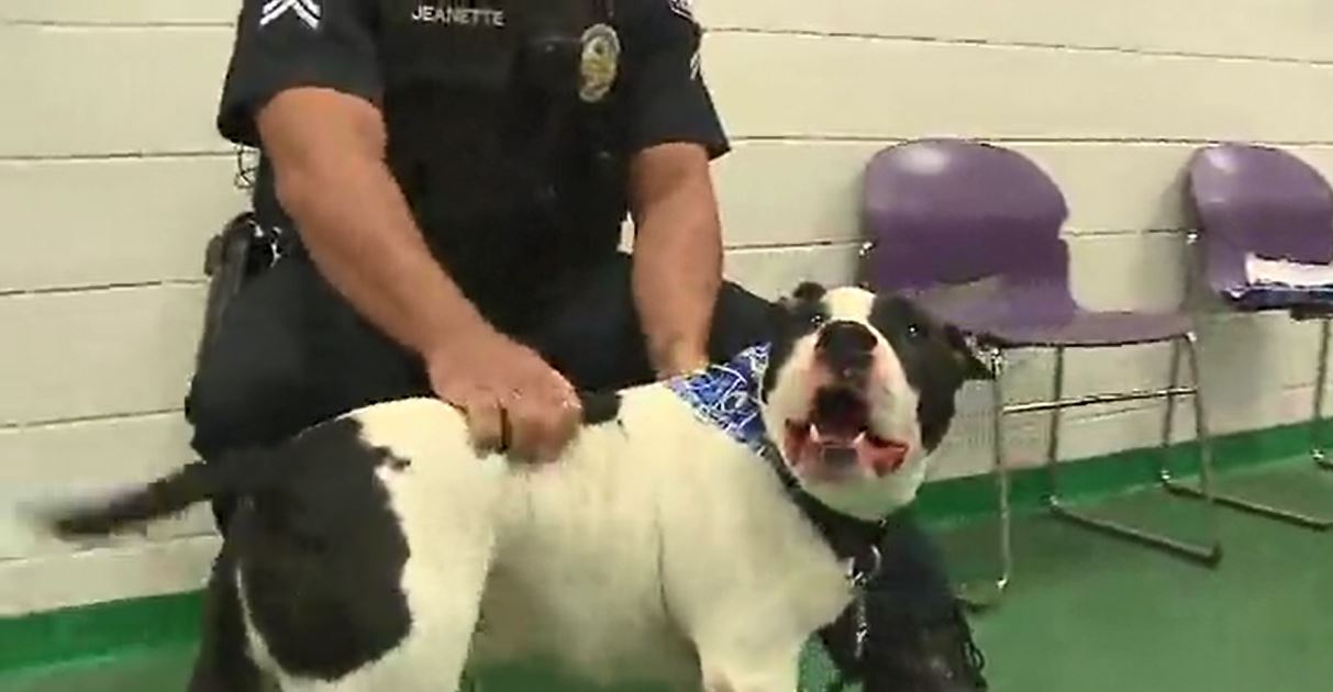 shelterdog_357480