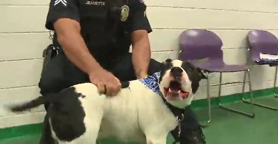 shelterdog_357480