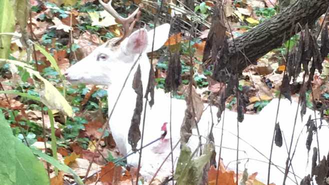 albino-deer_362878