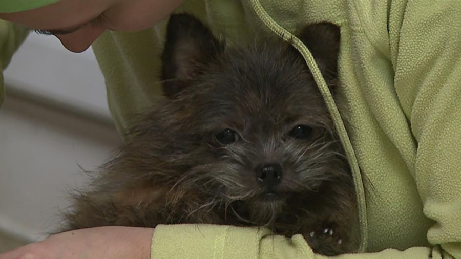 animal-charities-raid_368540