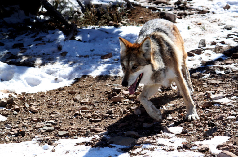 Mexican Gray Wolf_362811