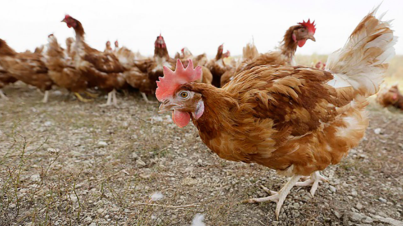 bird-flu_262841