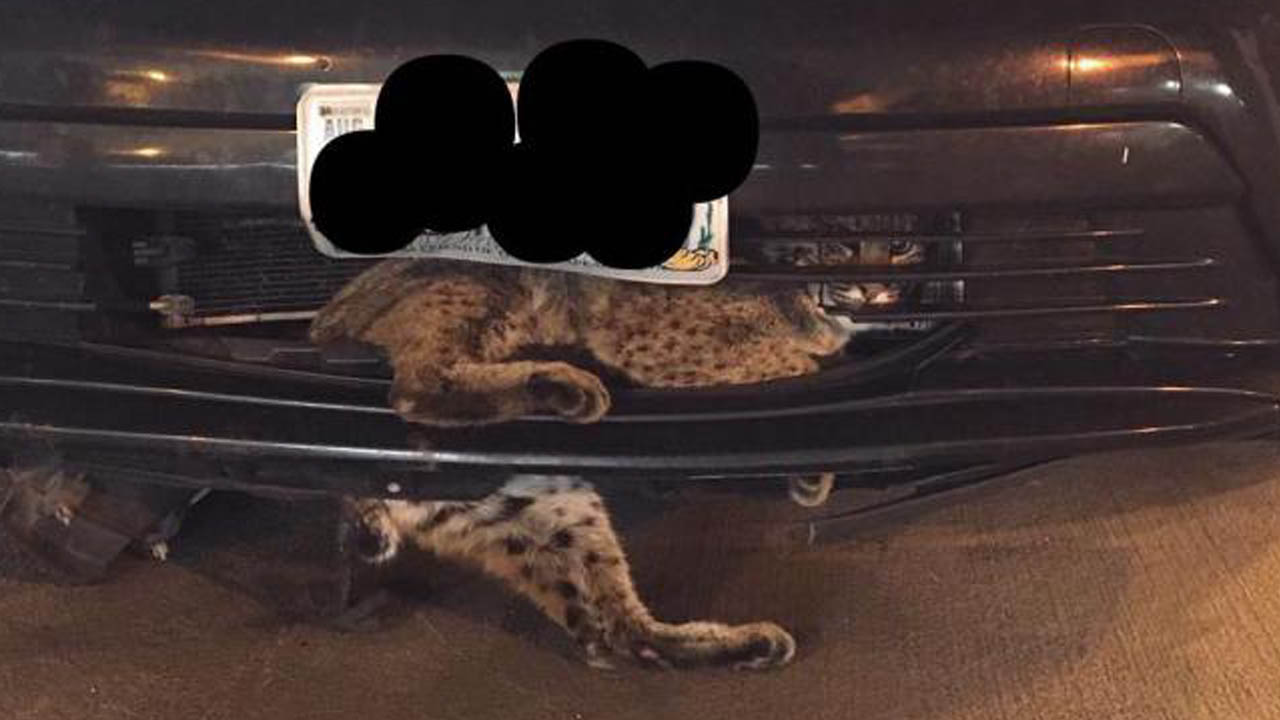 bobcat_367901