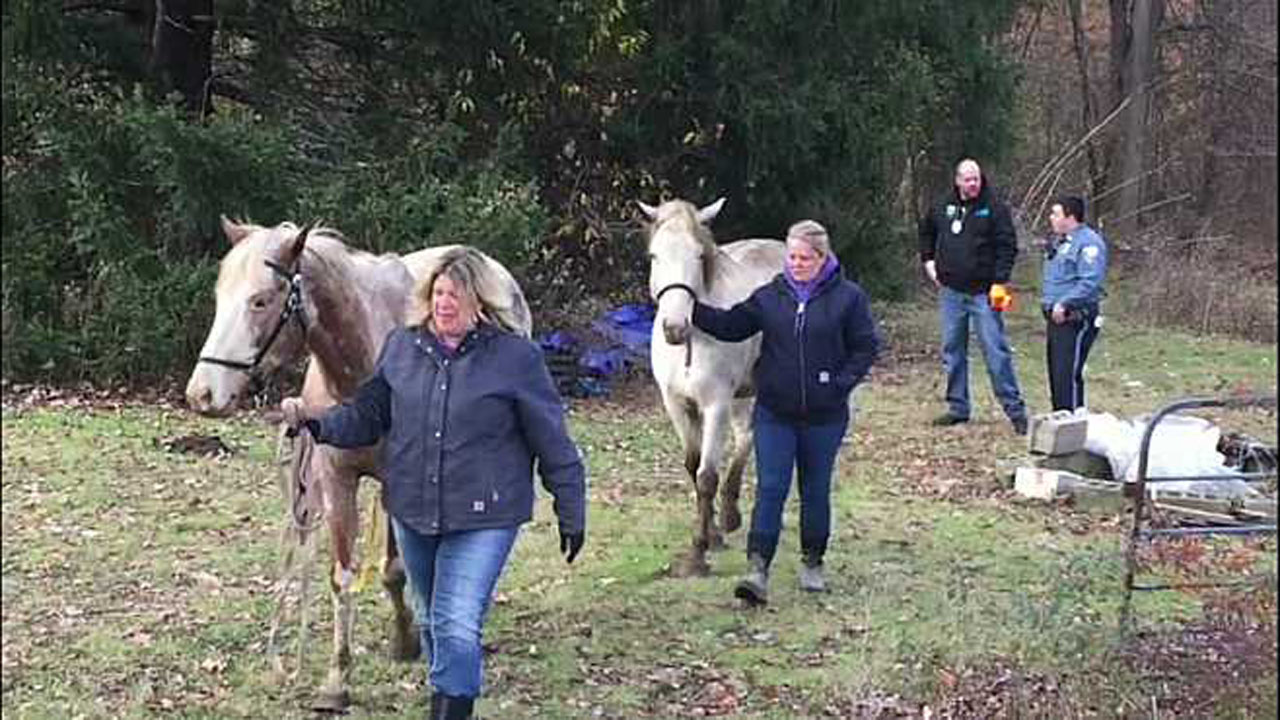 brookfield-horses-humane_366489