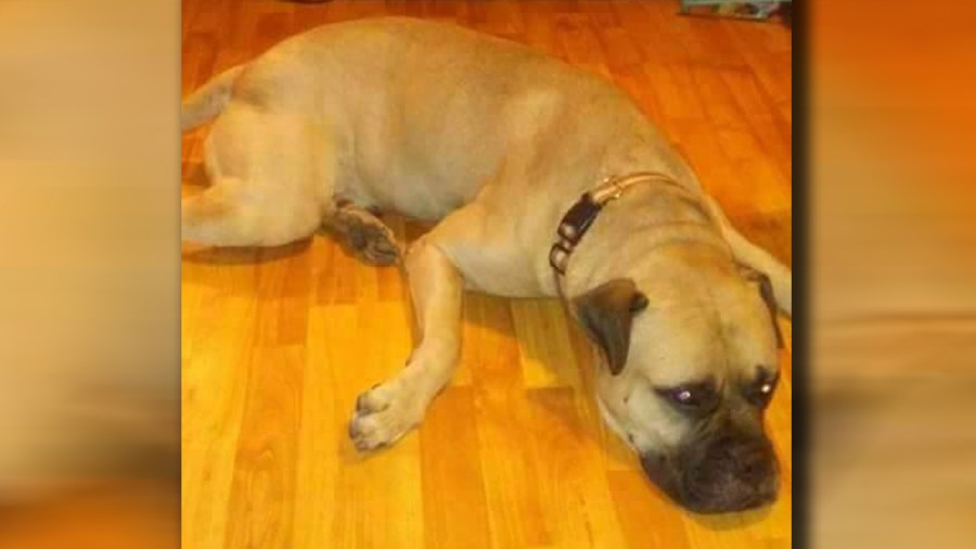 buddymastiff_365050