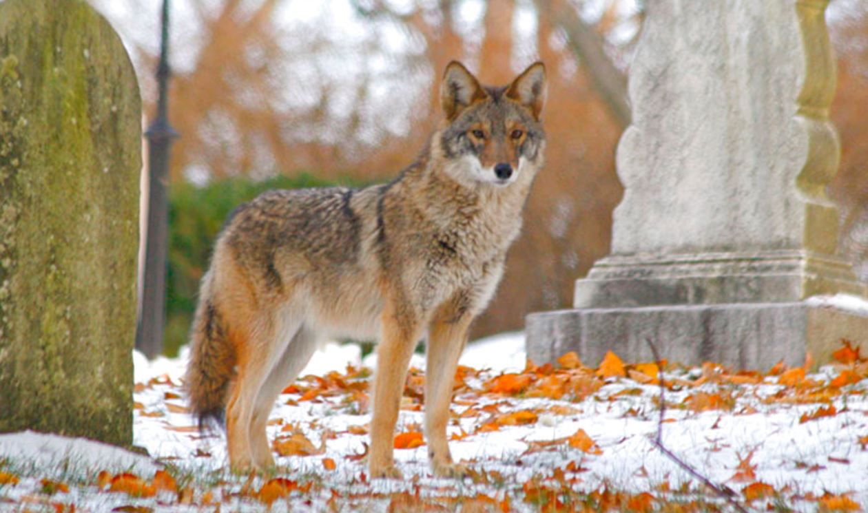 coyote_366163