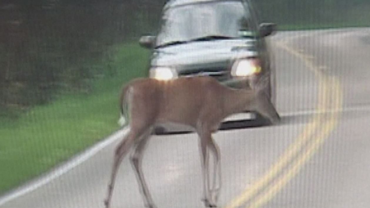 deer_368280