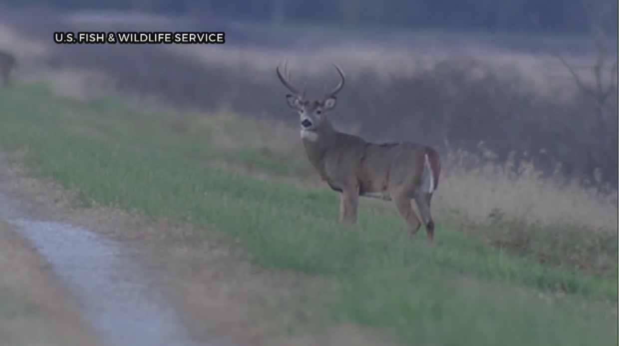 deer2_368516