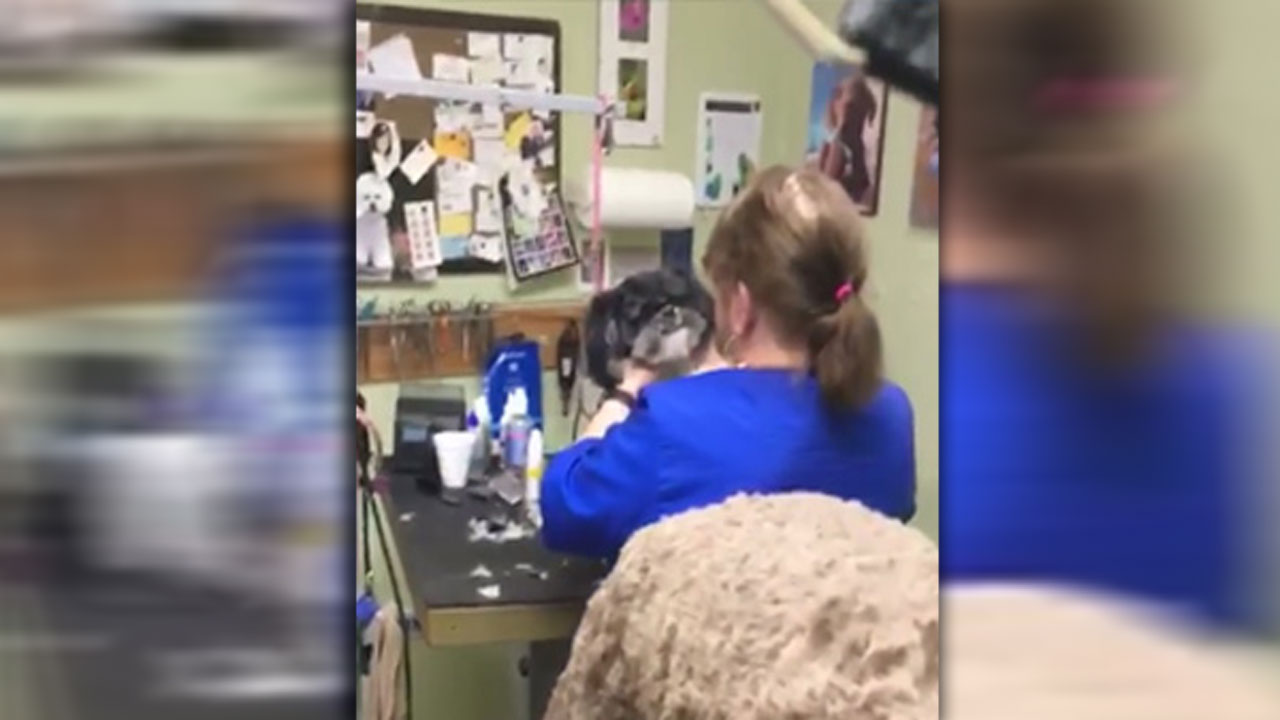 dog-groomer-clip_365532