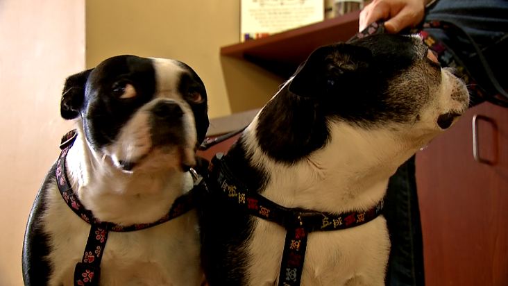 dogs_364191