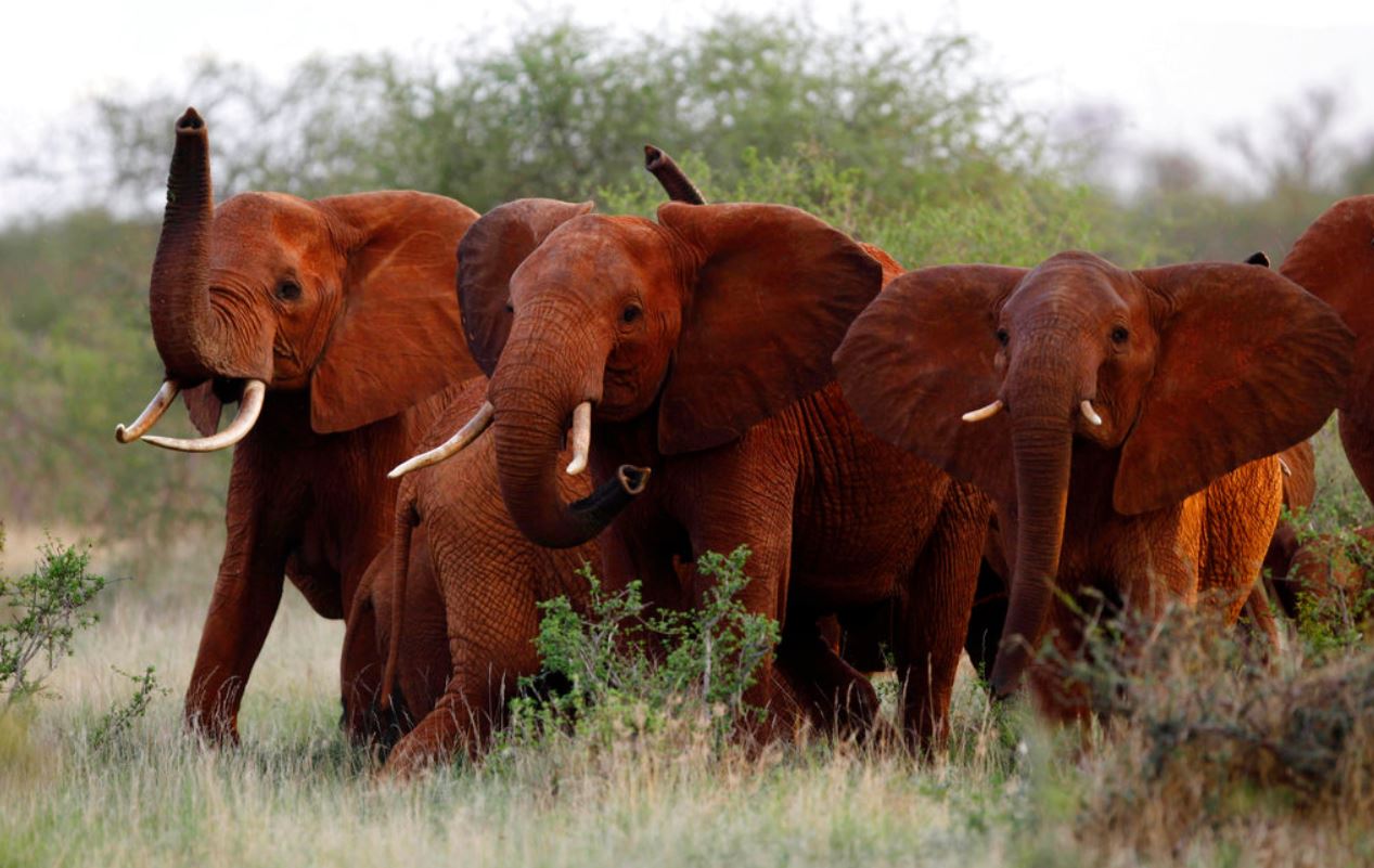 elephants_365919