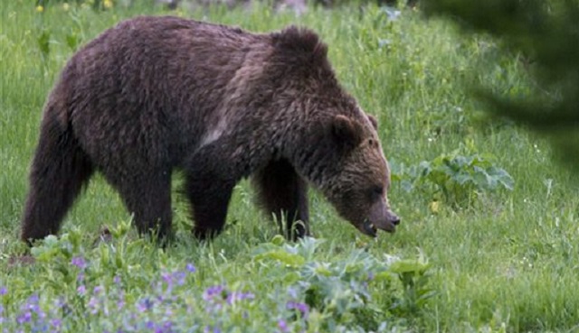 Yellowstone Grizzlies_368178