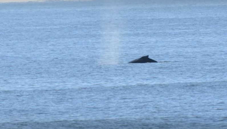 humpbackwhales_368650