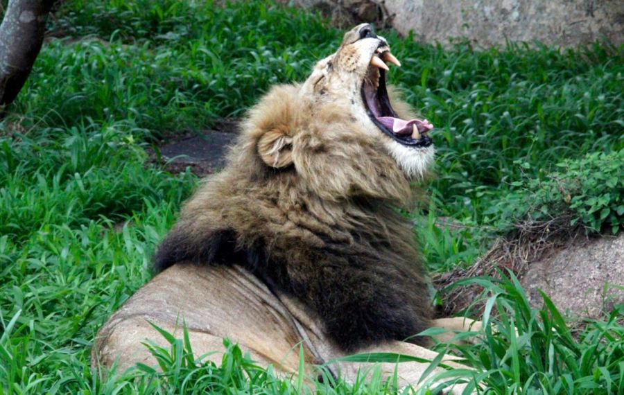 lion_367142