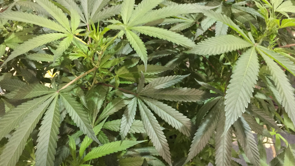 Oregon-Marijuana Fair_207884