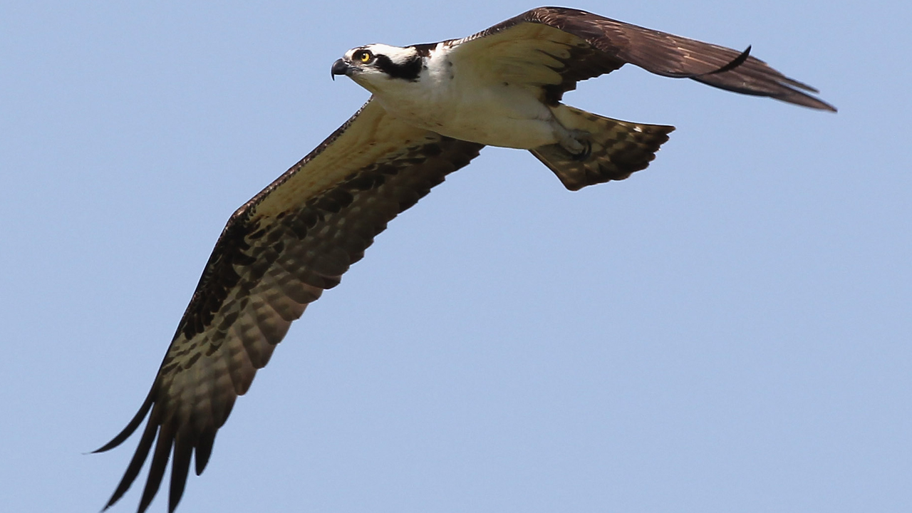 ospreyweb_365059