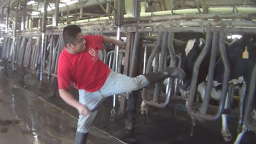 r-arm-dairy-farm-abuse-clai_364374