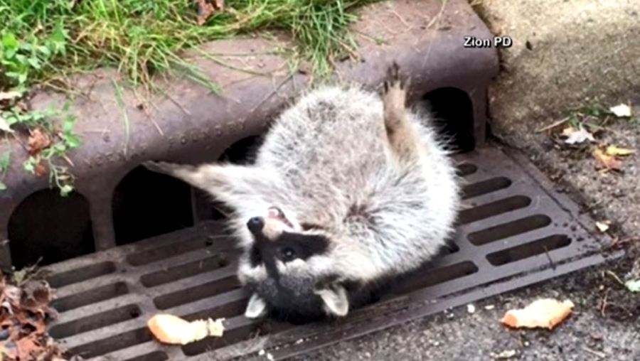 racoonweb_363405