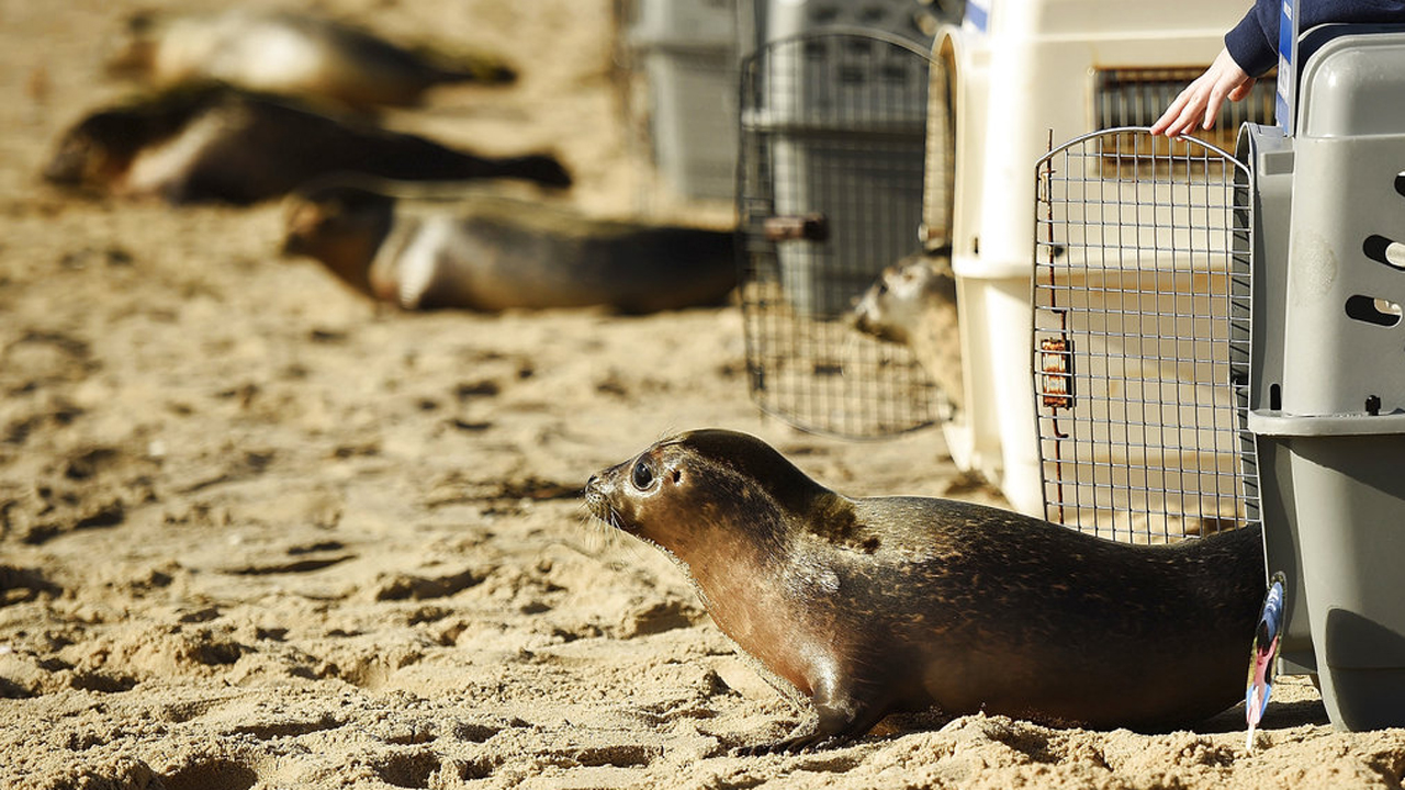 Seal Pup Release_363082