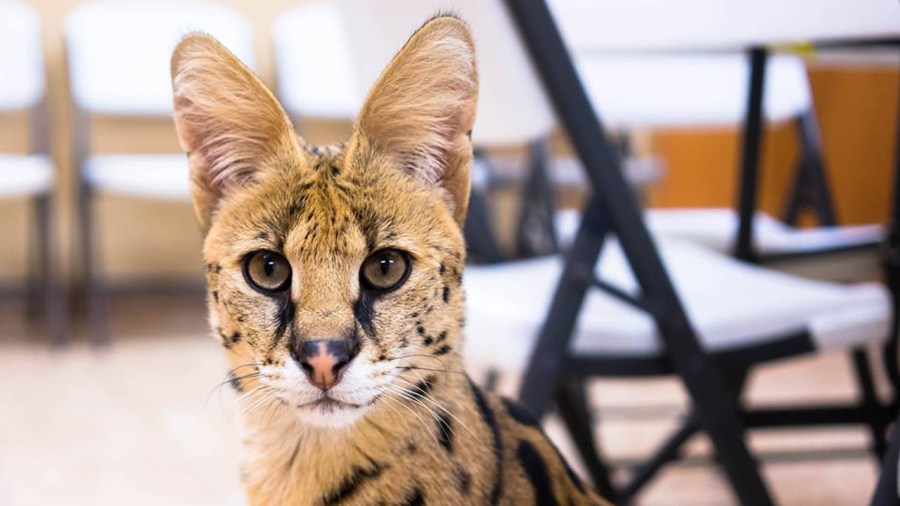 serval kitty_364517