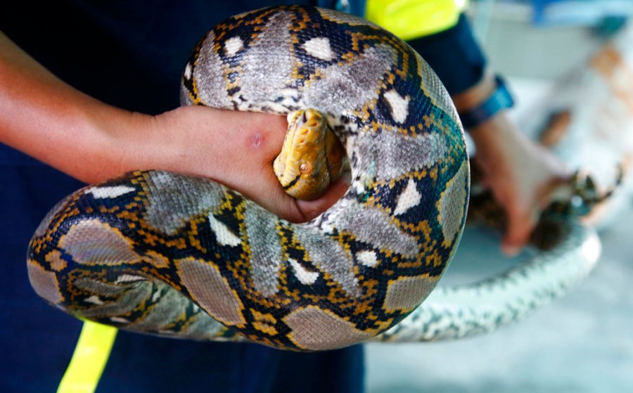 Thailand Snake Scourge_365454