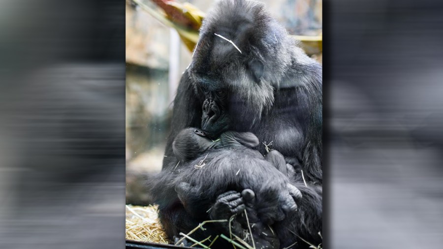 toledogorilla_368594