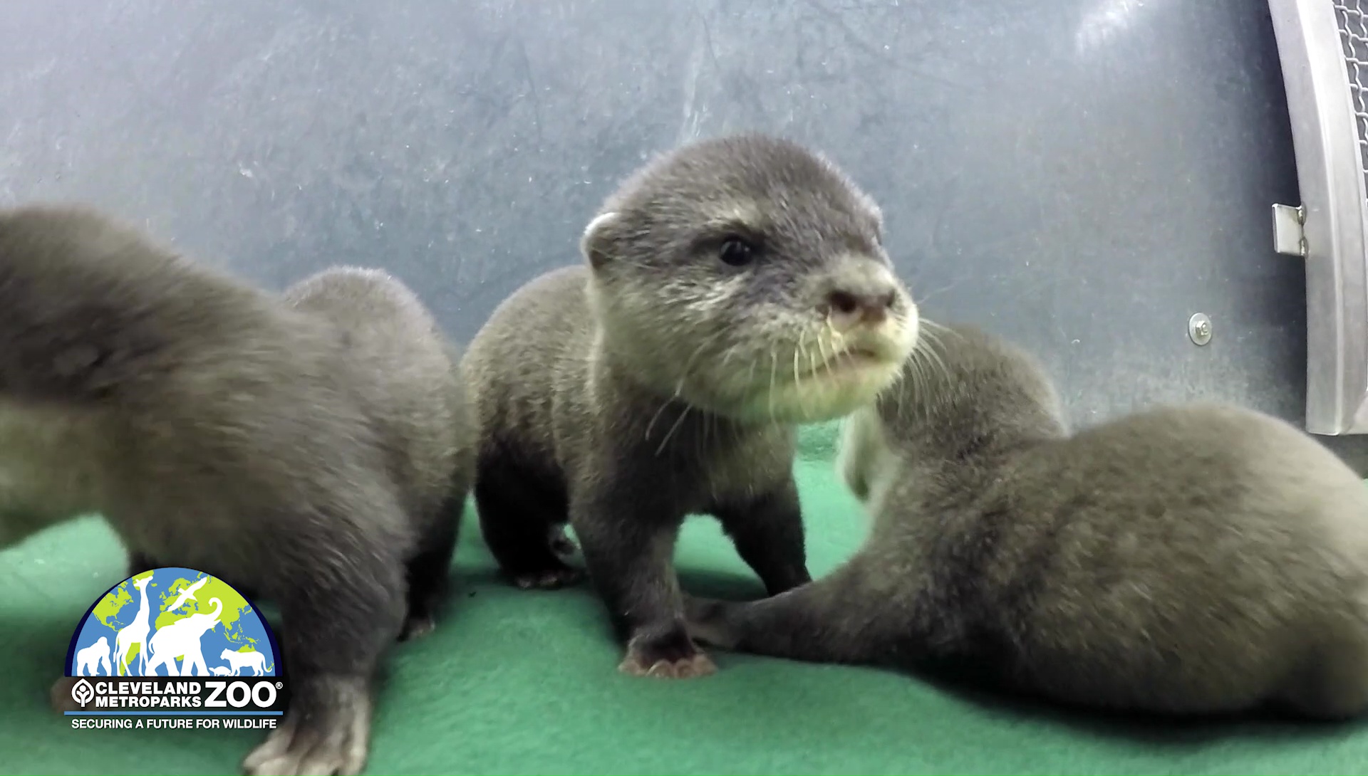 vlcsnap-2017-11-17-15h25m29s597_366303