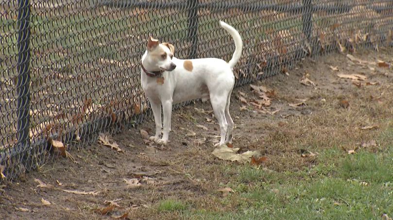 weatherpets_365870