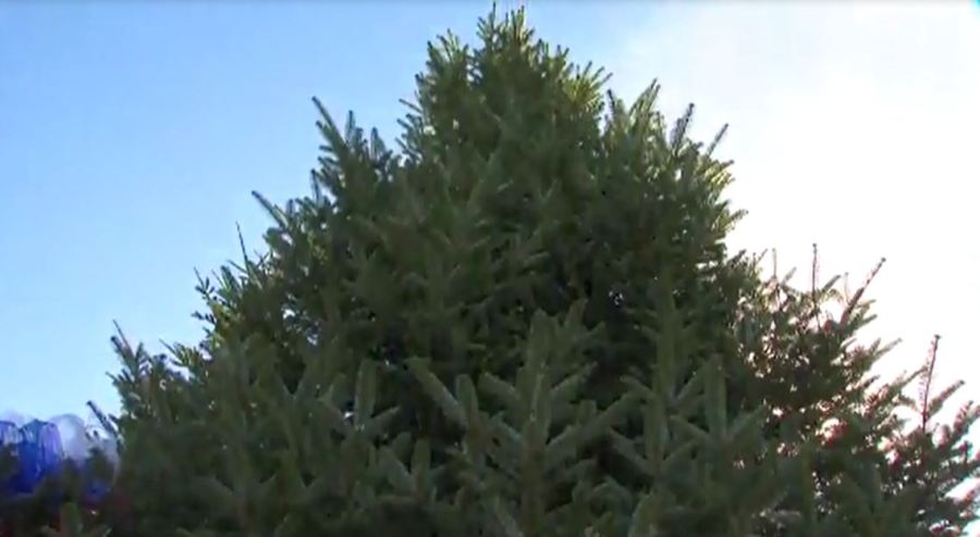 whchristmastree_185727