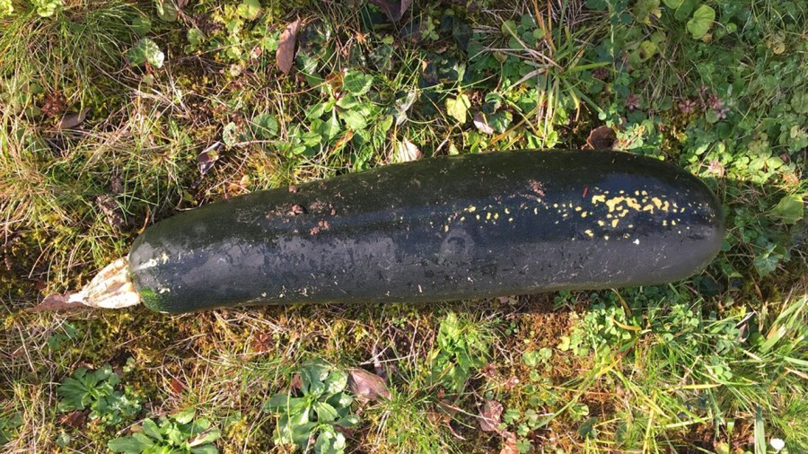 Germany Zucchini Bomb_362854
