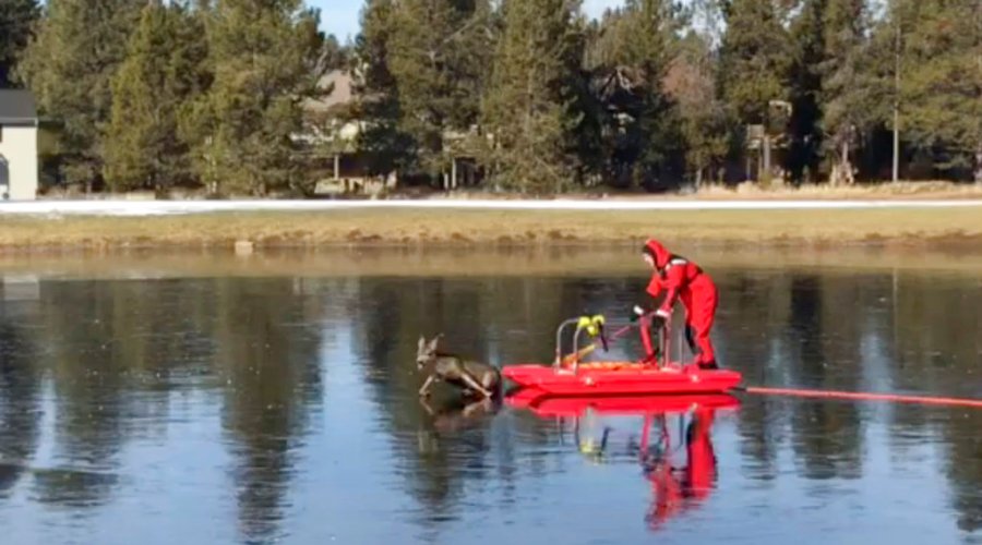 Ice Rescue Deer_371486