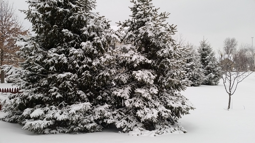 2-20-17-snowfall_254768