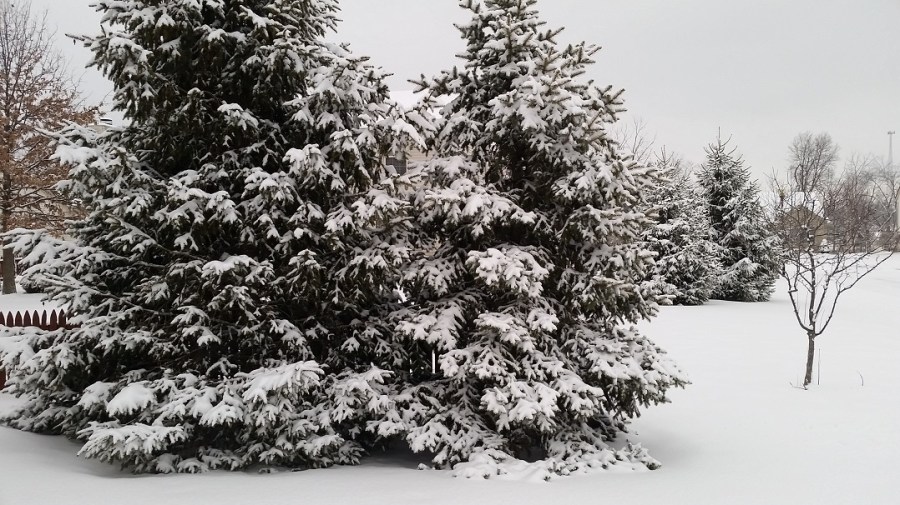 2-20-17-snowfall_254768