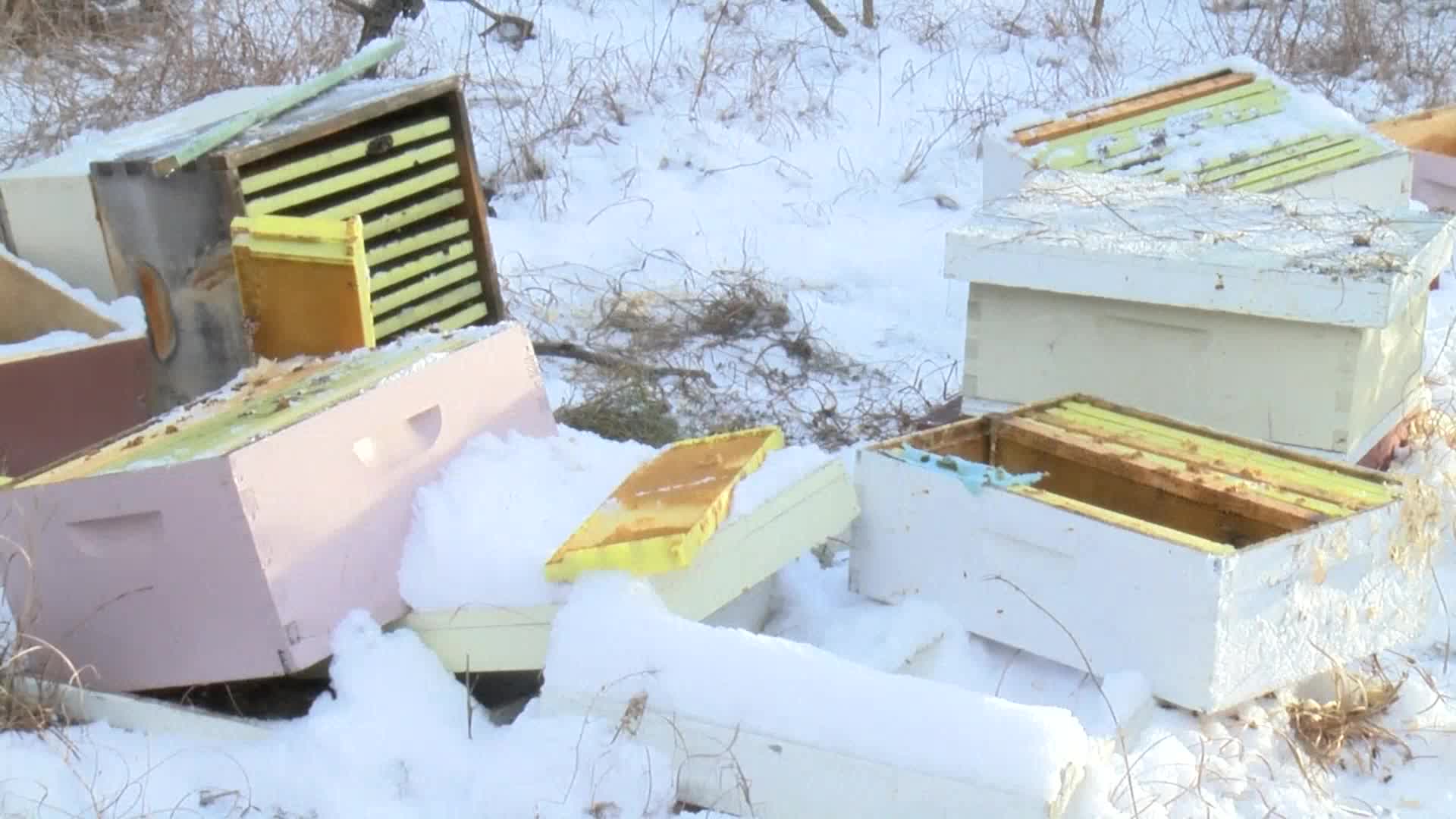 beehives_375711