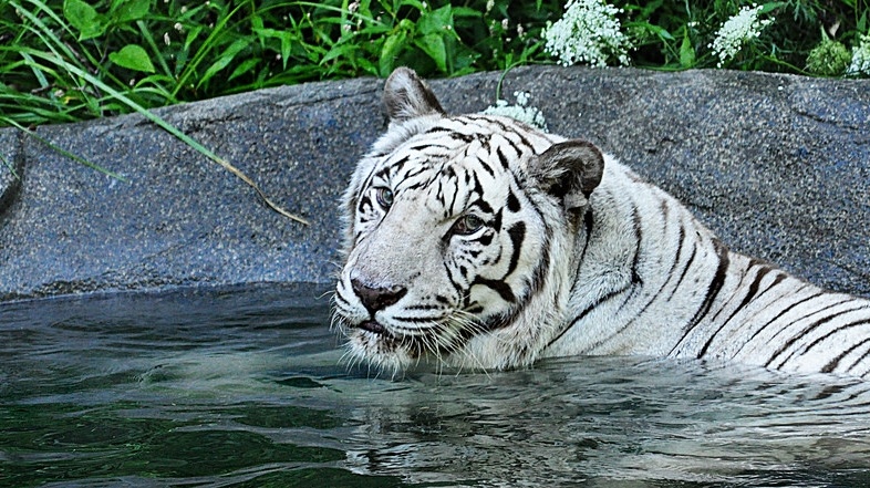 cincinnati-zoo-tiger-dies-3-1513868688_373746