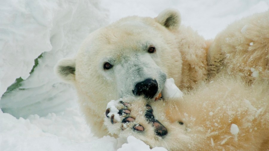 Polar Bear Birthday_372443