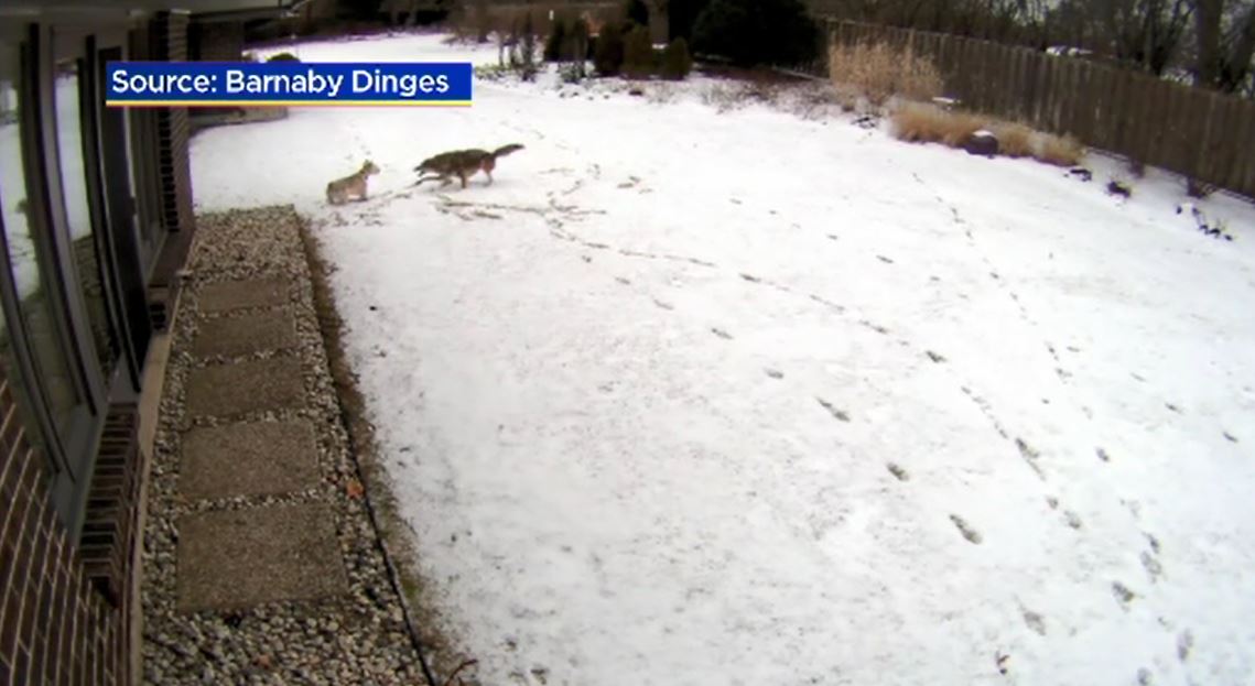 coyoteattack_372478