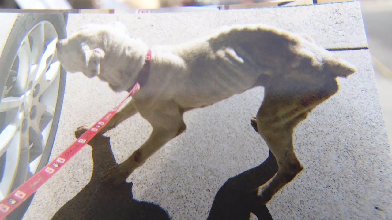 dog_371377